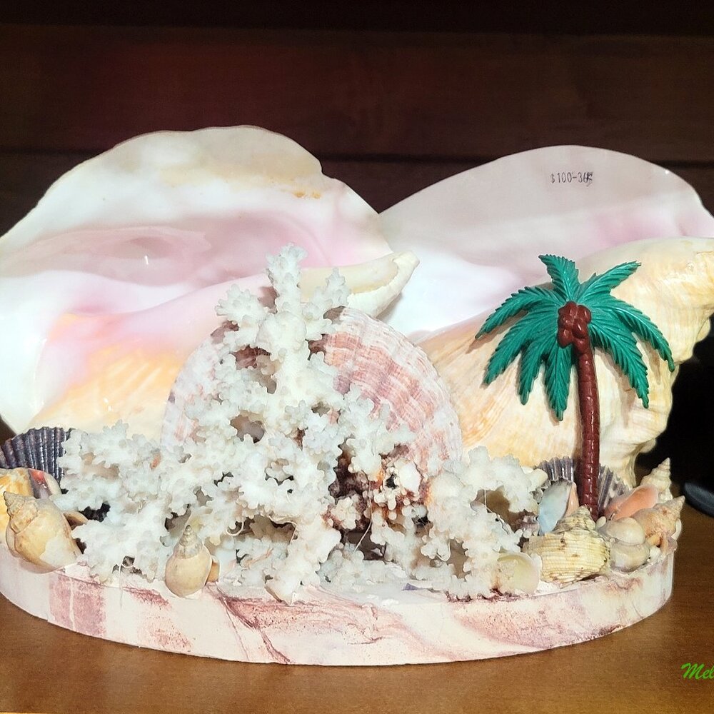 Seashell Centerpiece Entryway Conch Shell Coastal Art Table Decor